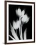 Tulip Tres BW-Albert Koetsier-Framed Art Print