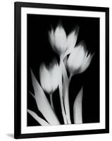 Tulip Tres BW-Albert Koetsier-Framed Art Print