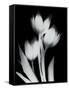 Tulip Tres BW-Albert Koetsier-Framed Stretched Canvas