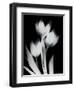 Tulip Tres BW-Albert Koetsier-Framed Premium Giclee Print