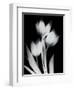 Tulip Tres BW-Albert Koetsier-Framed Premium Giclee Print