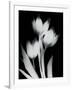 Tulip Tres BW-Albert Koetsier-Framed Art Print