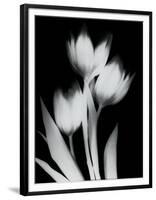 Tulip Tres BW-Albert Koetsier-Framed Art Print