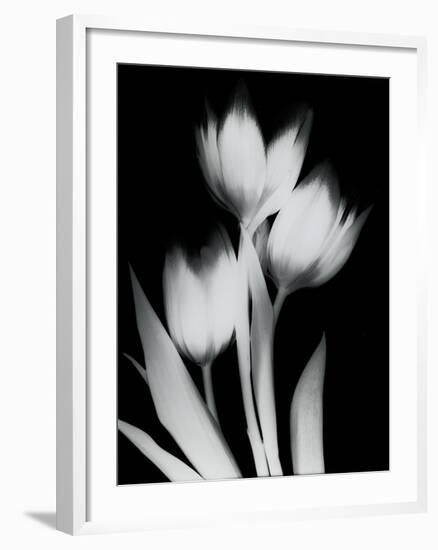 Tulip Tres BW-Albert Koetsier-Framed Art Print