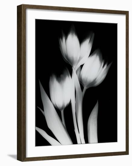 Tulip Tres BW-Albert Koetsier-Framed Art Print