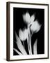 Tulip Tres BW-Albert Koetsier-Framed Art Print