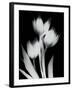 Tulip Tres BW-Albert Koetsier-Framed Art Print