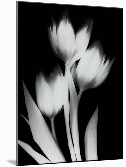 Tulip Tres BW-Albert Koetsier-Mounted Art Print