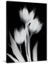 Tulip Tres BW-Albert Koetsier-Stretched Canvas