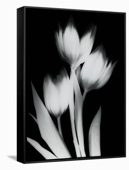 Tulip Tres BW-Albert Koetsier-Framed Stretched Canvas