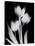 Tulip Tres BW-Albert Koetsier-Stretched Canvas