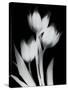 Tulip Tres BW-Albert Koetsier-Stretched Canvas