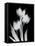 Tulip Tres BW-Albert Koetsier-Framed Stretched Canvas