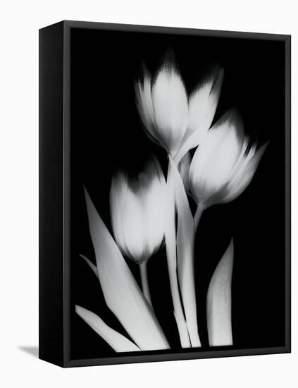 Tulip Tres BW-Albert Koetsier-Framed Stretched Canvas