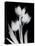 Tulip Tres BW-Albert Koetsier-Stretched Canvas