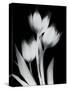 Tulip Tres BW-Albert Koetsier-Stretched Canvas