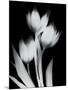 Tulip Tres BW-Albert Koetsier-Mounted Art Print