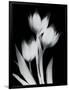 Tulip Tres BW-Albert Koetsier-Framed Art Print