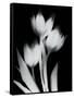 Tulip Tres BW-Albert Koetsier-Framed Stretched Canvas