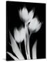 Tulip Tres BW-Albert Koetsier-Stretched Canvas