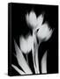 Tulip Tres BW-Albert Koetsier-Framed Stretched Canvas