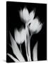 Tulip Tres BW-Albert Koetsier-Stretched Canvas