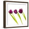 Tulip Trio I-Joseph Eta-Framed Giclee Print