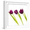 Tulip Trio I-Joseph Eta-Framed Giclee Print