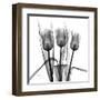 Tulip Trio in Black and White-Albert Koetsier-Framed Art Print