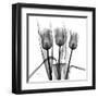 Tulip Trio in Black and White-Albert Koetsier-Framed Art Print