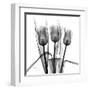 Tulip Trio in Black and White-Albert Koetsier-Framed Art Print