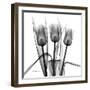 Tulip Trio in Black and White-Albert Koetsier-Framed Art Print