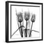 Tulip Trio in Black and White-Albert Koetsier-Framed Art Print