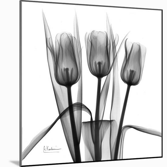 Tulip Trio in Black and White-Albert Koetsier-Mounted Art Print