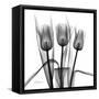 Tulip Trio in Black and White-Albert Koetsier-Framed Stretched Canvas