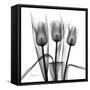 Tulip Trio in Black and White-Albert Koetsier-Framed Stretched Canvas