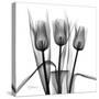 Tulip Trio in Black and White-Albert Koetsier-Stretched Canvas
