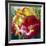 Tulip Trio-Elizabeth Horning-Framed Giclee Print