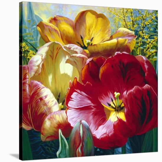 Tulip Trio-Elizabeth Horning-Stretched Canvas