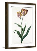 Tulip Tulip-Georg Dionysius Ehret-Framed Giclee Print