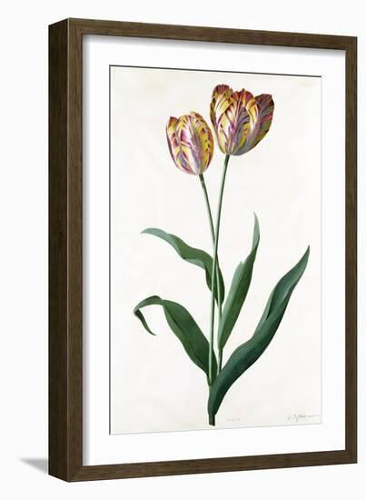 Tulip Tulip-Georg Dionysius Ehret-Framed Giclee Print