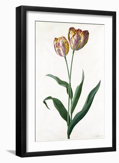 Tulip Tulip-Georg Dionysius Ehret-Framed Giclee Print