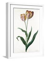 Tulip Tulip-Georg Dionysius Ehret-Framed Giclee Print