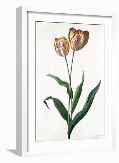 Tulip Tulip-Georg Dionysius Ehret-Framed Giclee Print