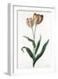 Tulip Tulip-Georg Dionysius Ehret-Framed Giclee Print