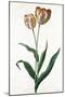 Tulip Tulip-Georg Dionysius Ehret-Mounted Giclee Print
