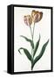 Tulip Tulip-Georg Dionysius Ehret-Framed Stretched Canvas