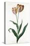 Tulip Tulip-Georg Dionysius Ehret-Stretched Canvas