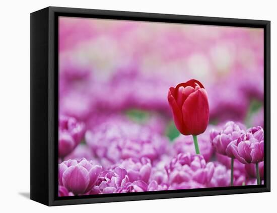 Tulip (Tulipa), Alkmaar, Netherlands (Holland), Europe-Thorsten Milse-Framed Stretched Canvas