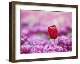 Tulip (Tulipa), Alkmaar, Netherlands (Holland), Europe-Thorsten Milse-Framed Photographic Print